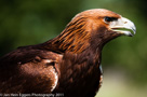 Roofvogels